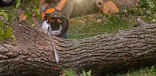 Best Arborist Consultation Services  in Mundelein, IL