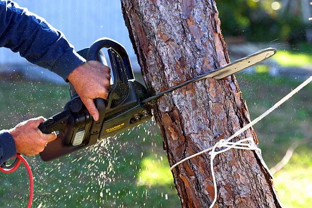 Reliable Mundelein, IL Tree Services Solutions