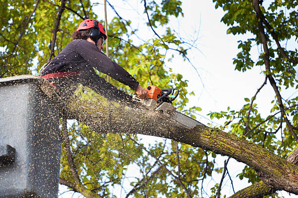 Best Lot and Land Clearing  in Mundelein, IL